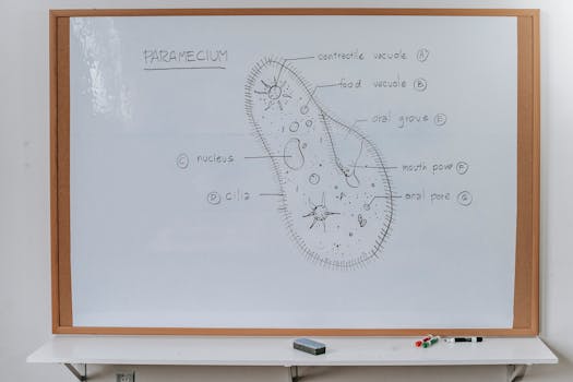 diagram illustrating photosynthesis